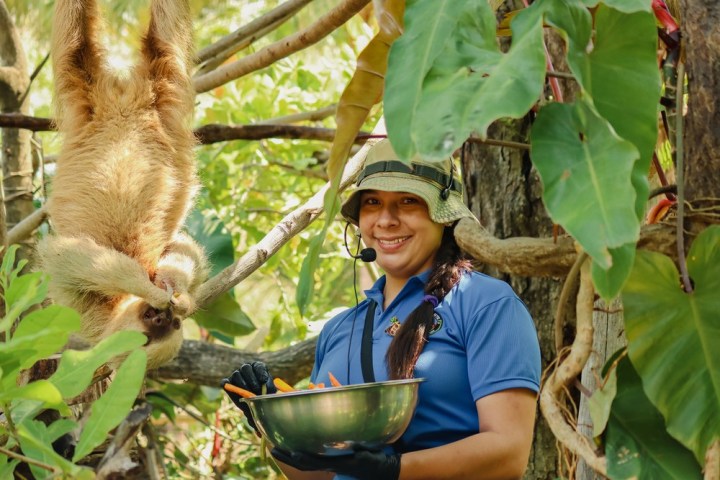 Person in blue shirt holding a bowl of vegetables, standing beside a sloth in a tree.